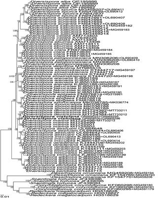 Three new species of arbuscular mycorrhizal fungi (Glomeromycota) and Acaulospora gedanensis revised